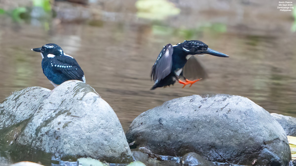 Southern Silvery-Kingfisher - Kevin Pearce