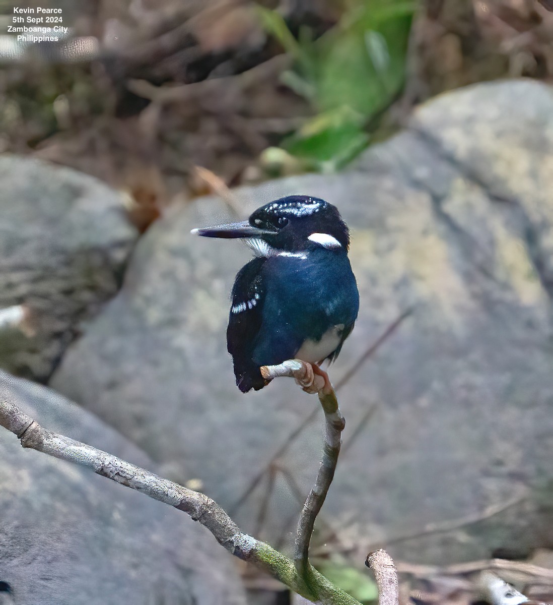 Southern Silvery-Kingfisher - ML623419061