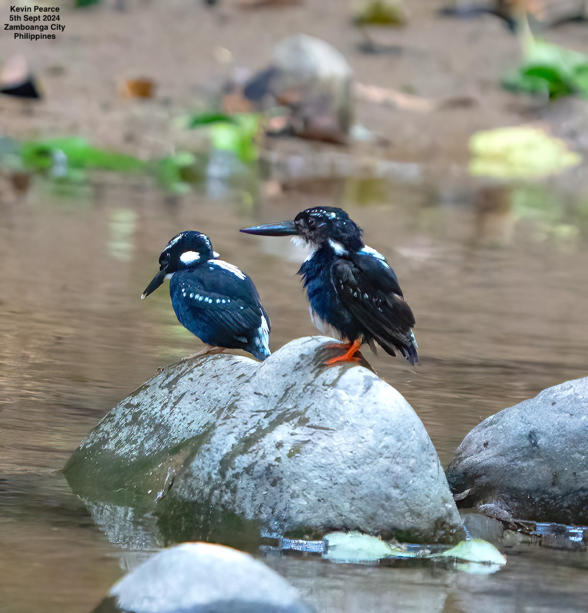 Southern Silvery-Kingfisher - Kevin Pearce