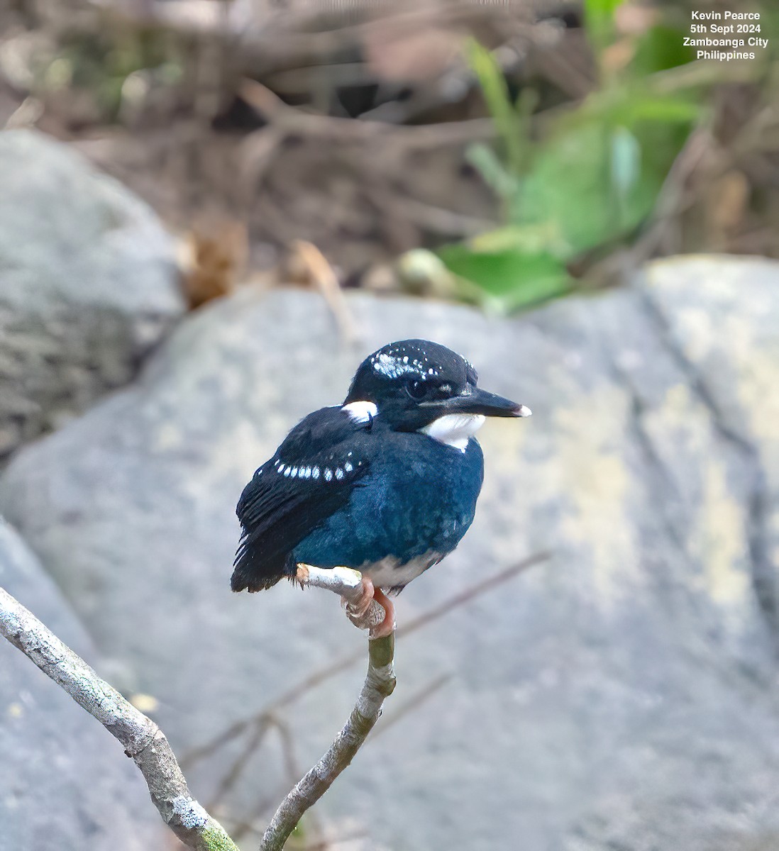 Southern Silvery-Kingfisher - ML623419063