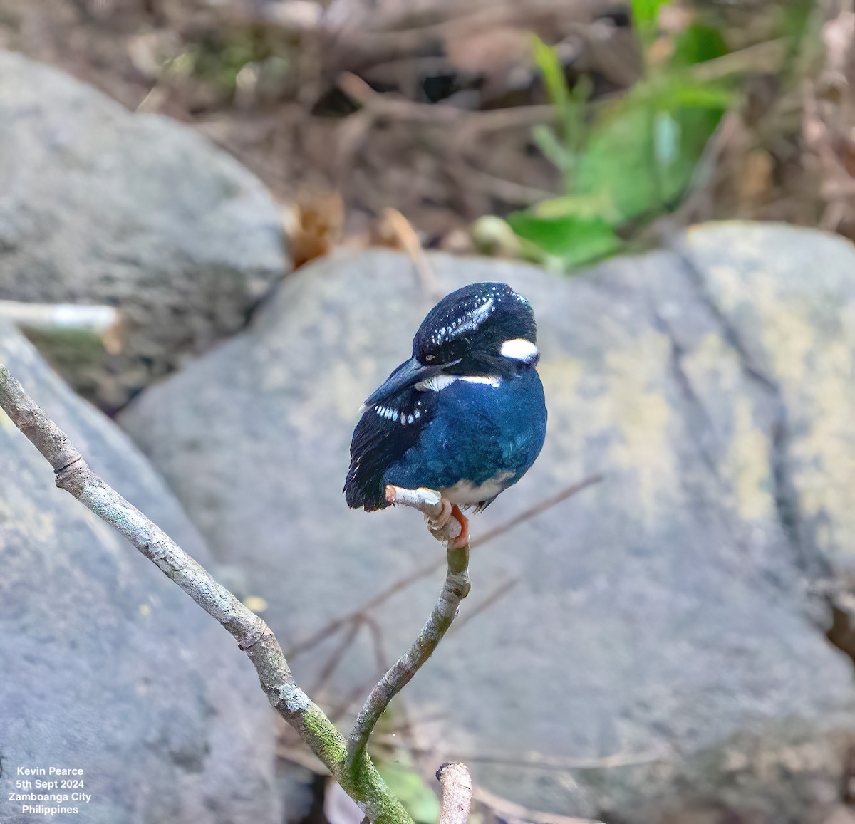 Southern Silvery-Kingfisher - ML623419064