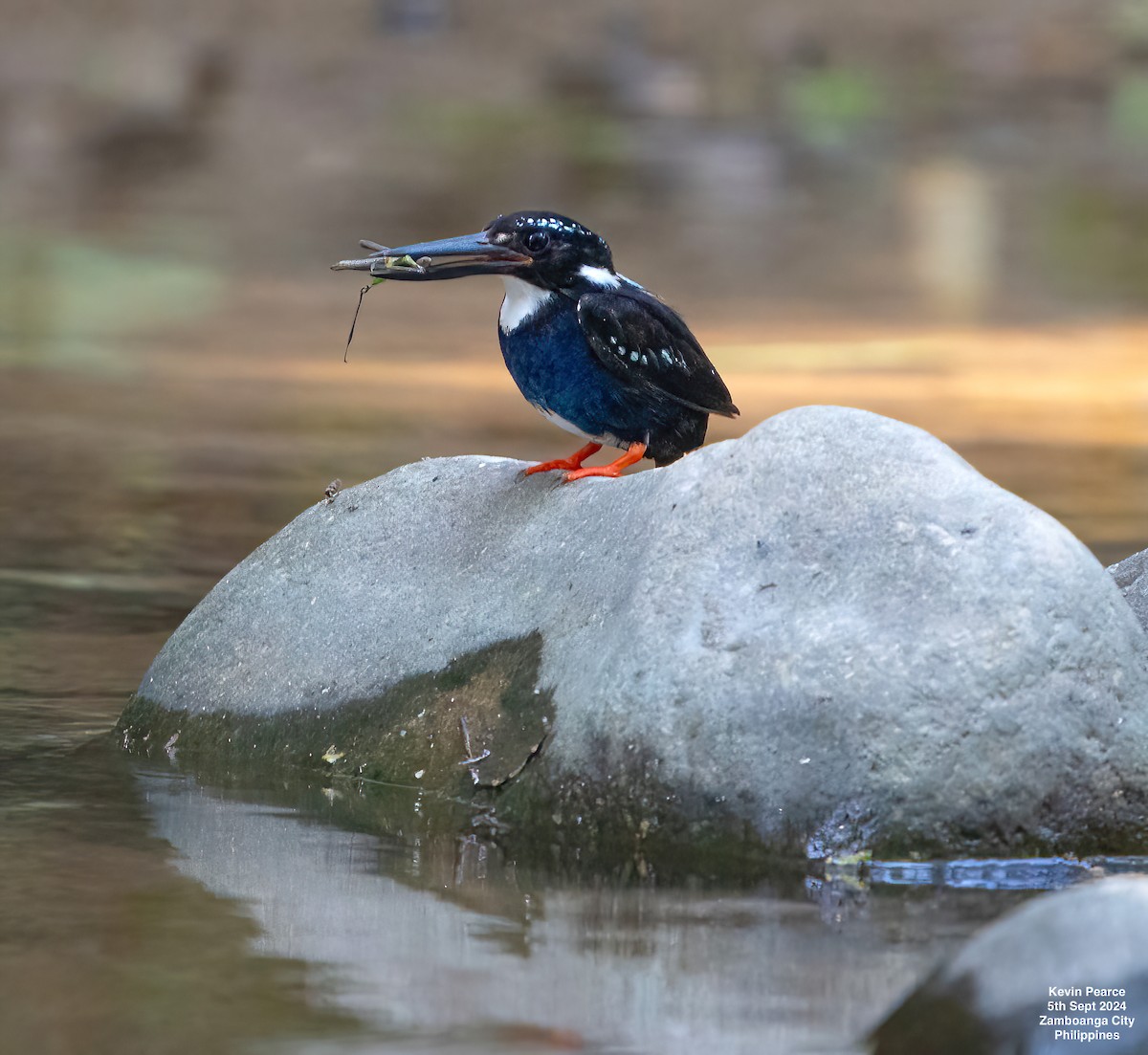 Southern Silvery-Kingfisher - ML623419065