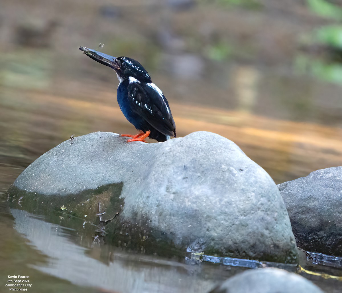 Southern Silvery-Kingfisher - Kevin Pearce