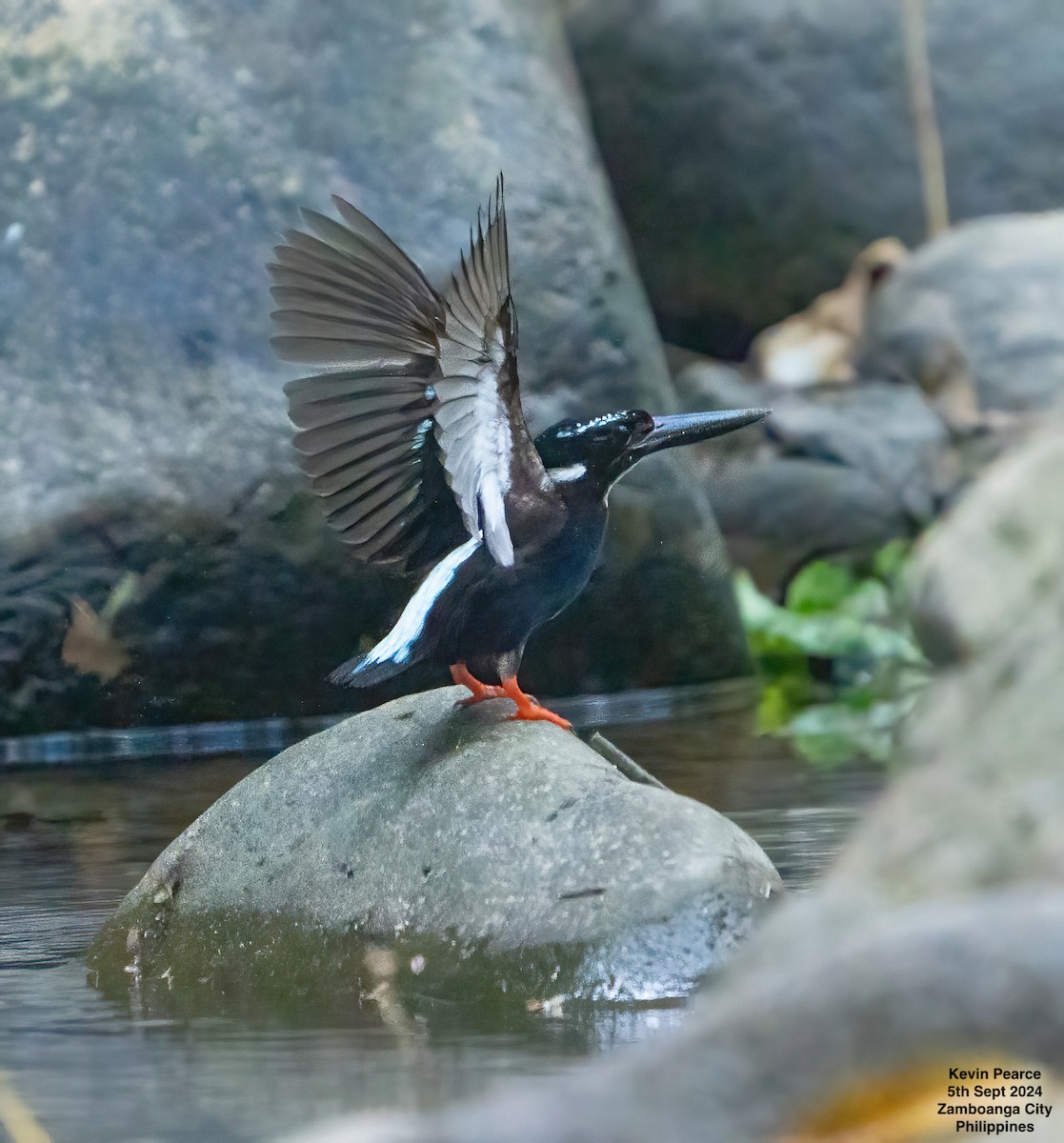 Southern Silvery-Kingfisher - ML623419067