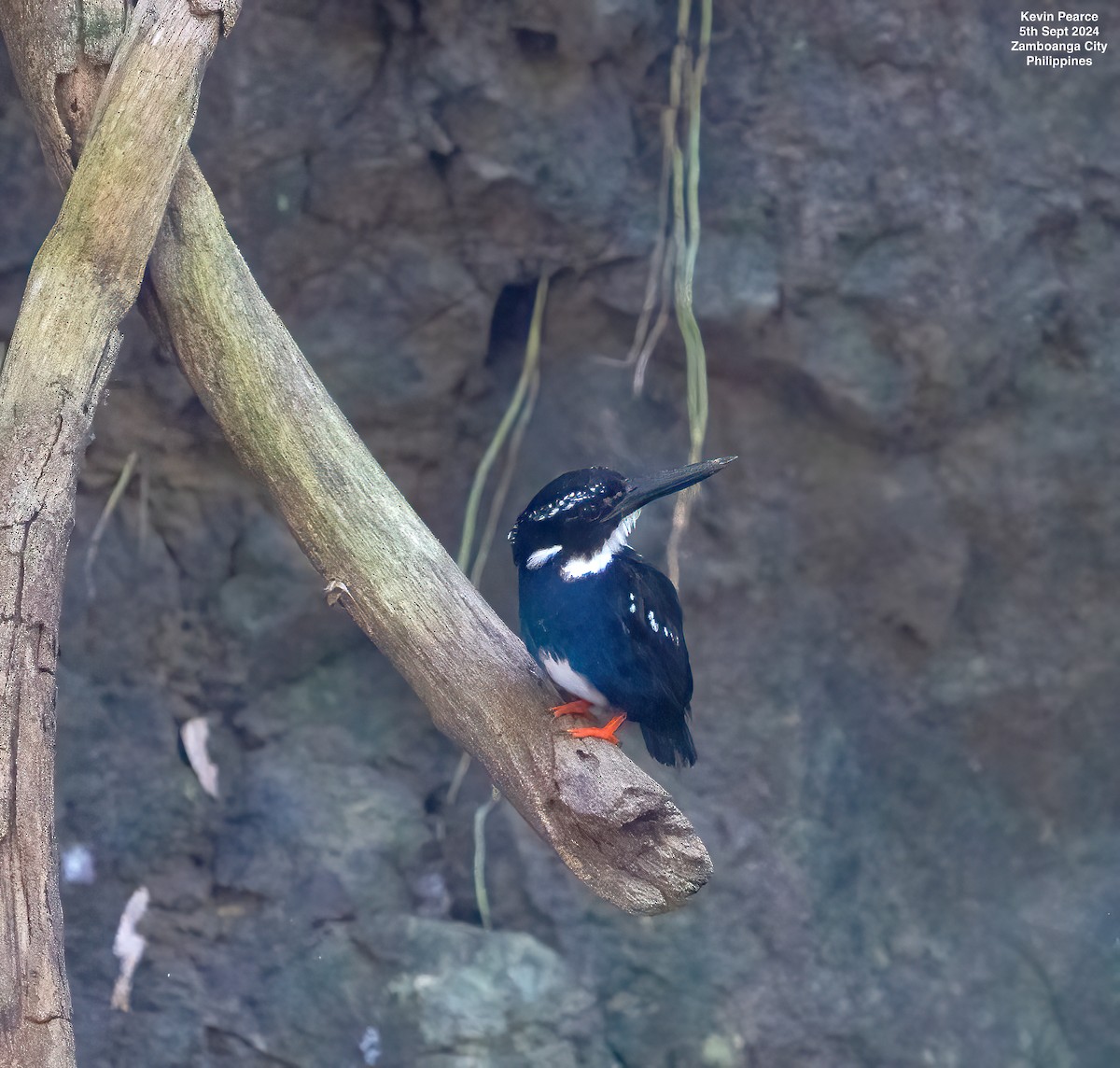 Southern Silvery-Kingfisher - ML623419068