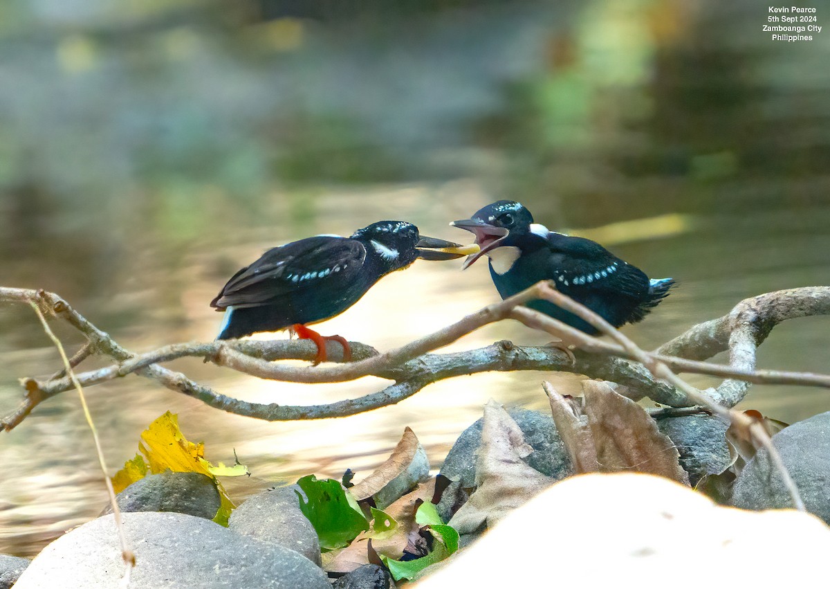 Southern Silvery-Kingfisher - ML623419069