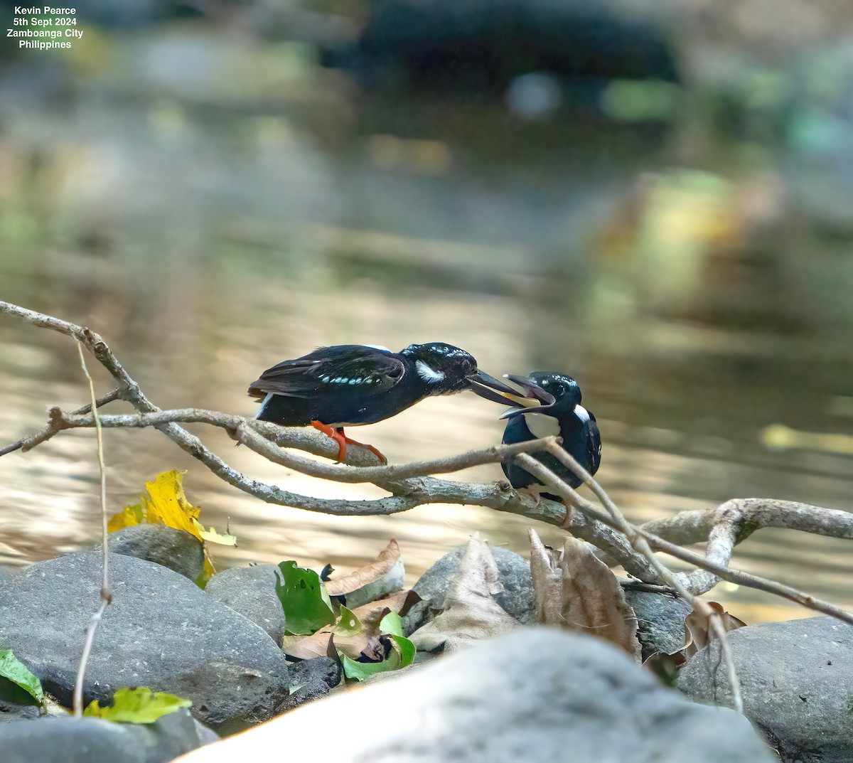 Southern Silvery-Kingfisher - ML623419070