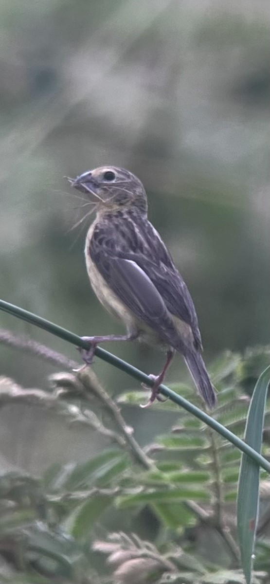 Grassland Yellow-Finch - ML623419092