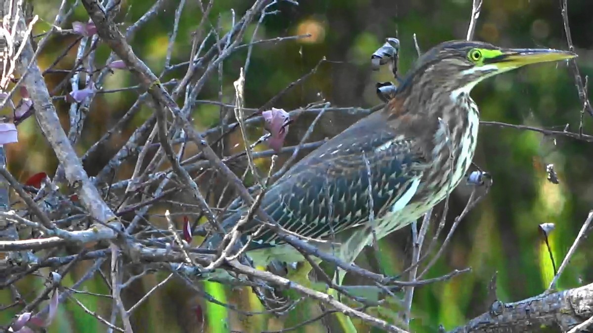 Green Heron - ML623419093