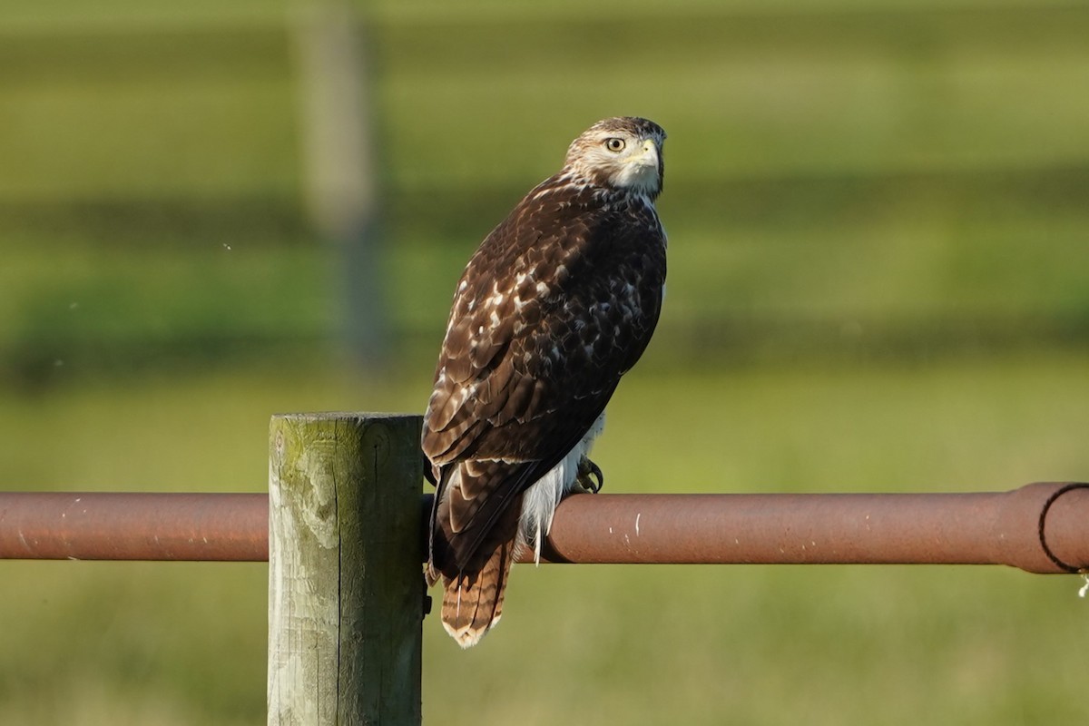 Red-tailed Hawk - Christine W.