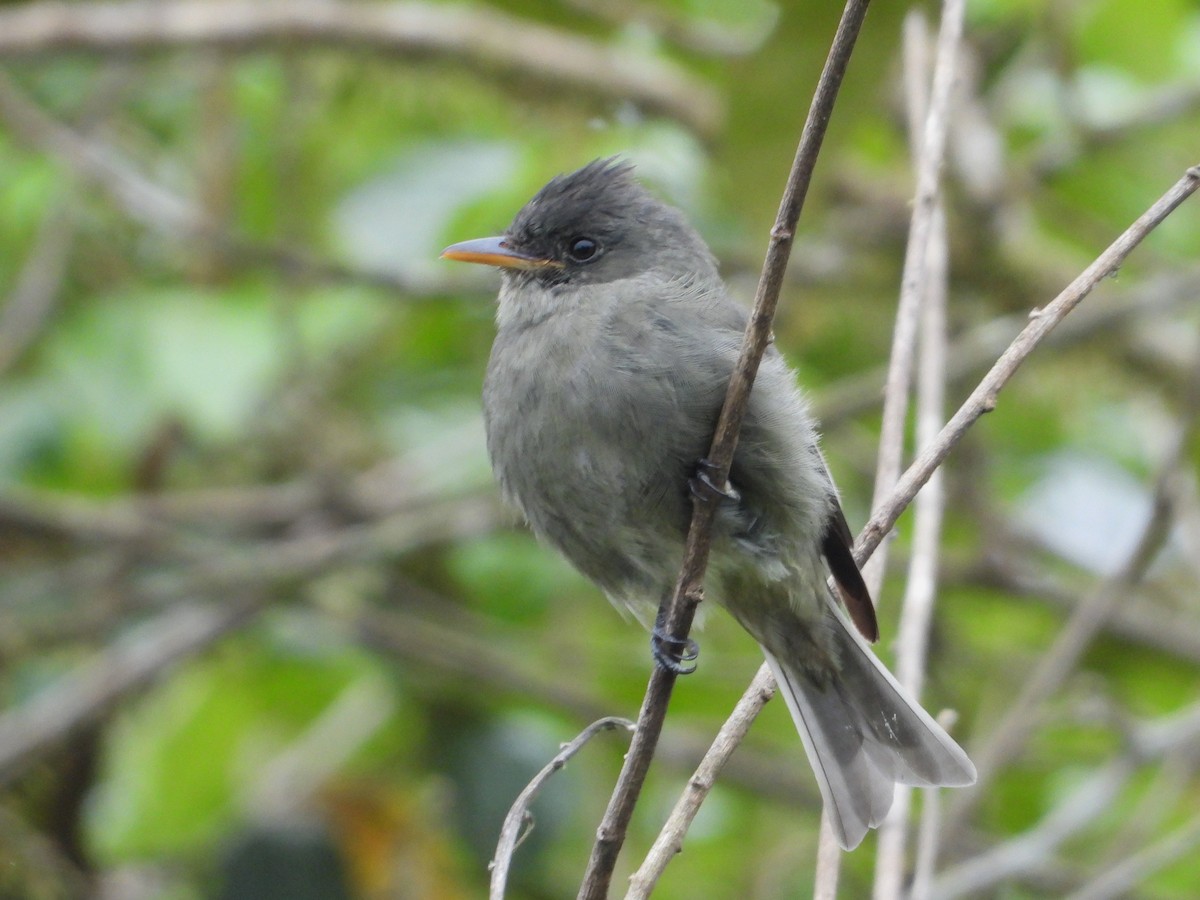 Dark Pewee - ML623419112