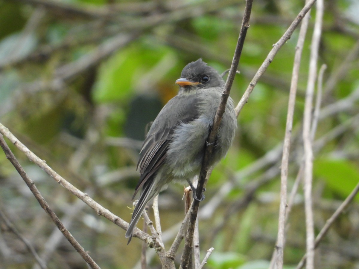 Dark Pewee - ML623419113