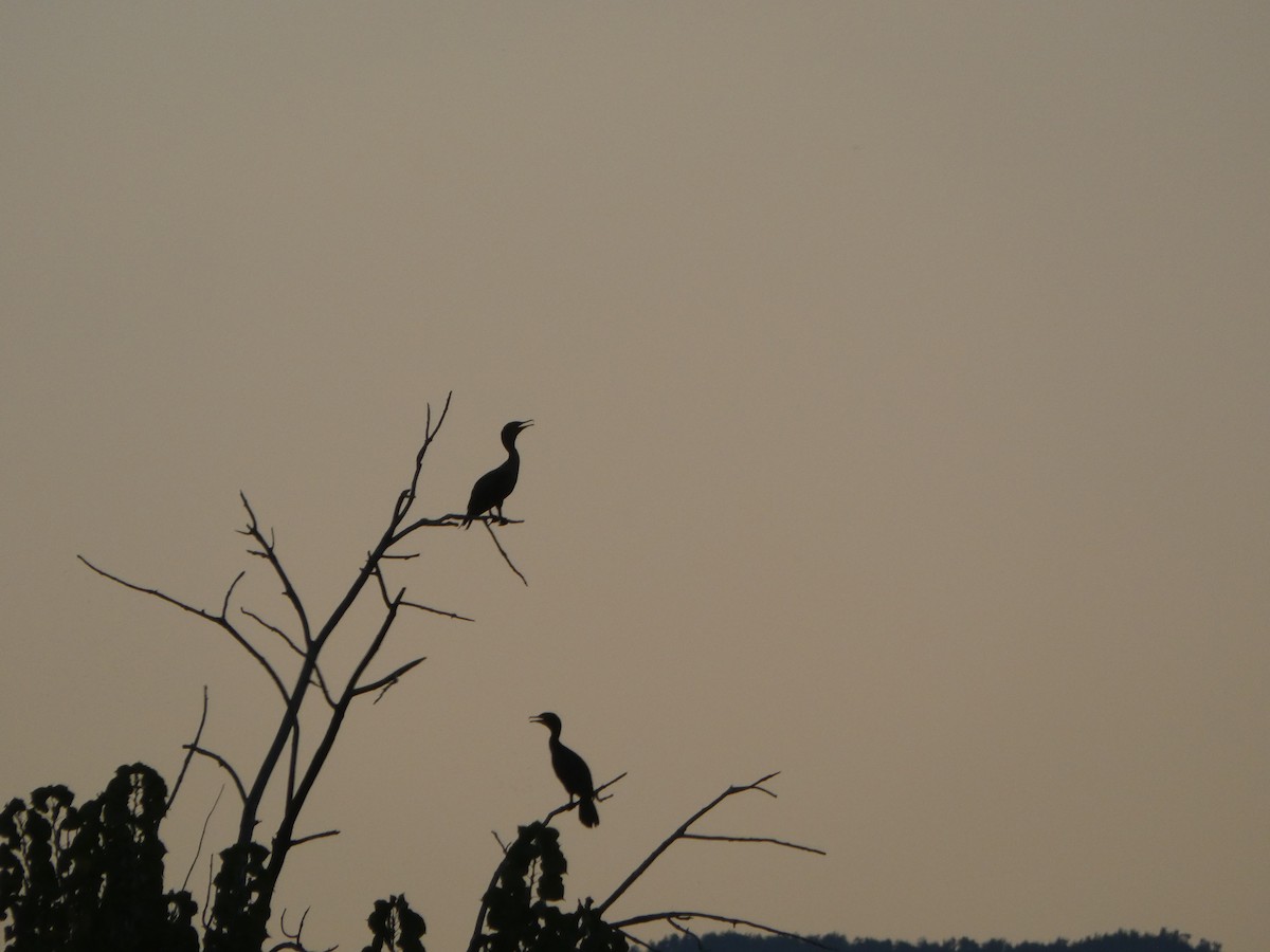 Double-crested Cormorant - ML623419119