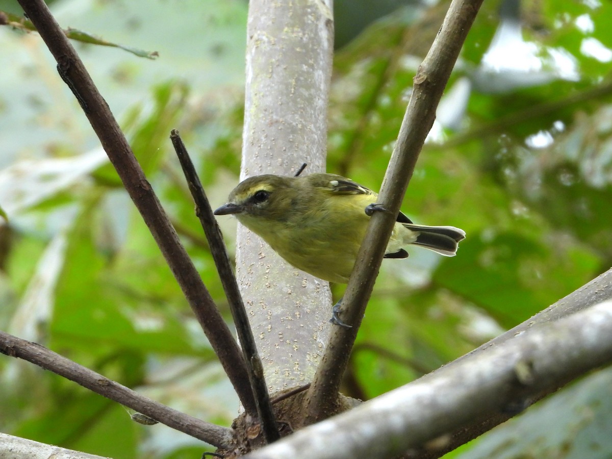 Yellow-winged Vireo - ML623419136