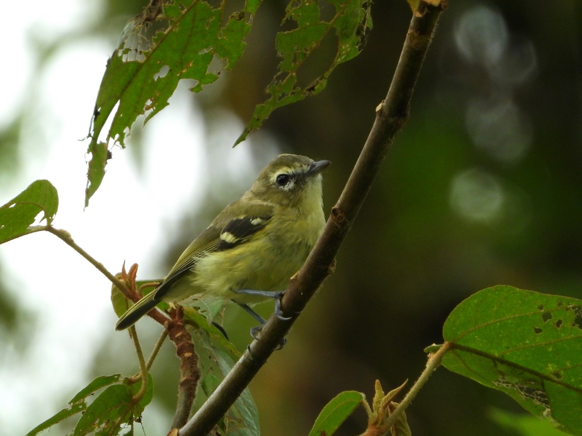 Yellow-winged Vireo - ML623419140