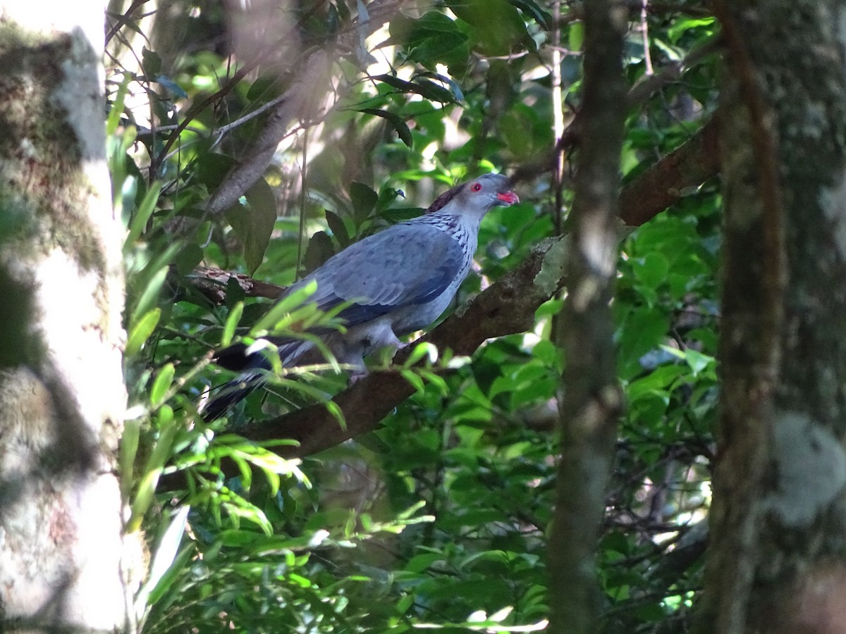 Topknot Pigeon - ML623419313