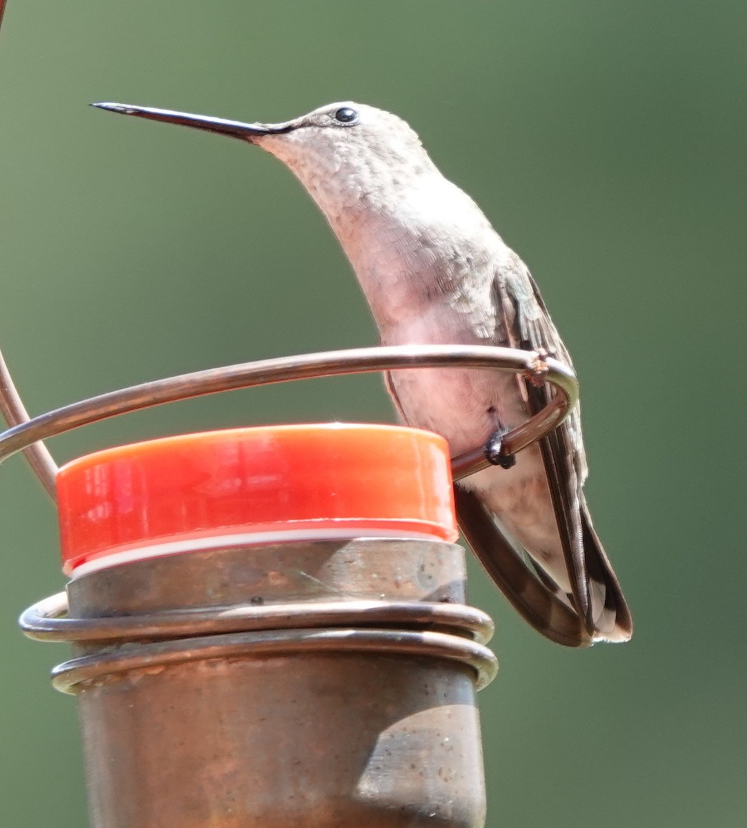 Black-chinned Hummingbird - ML623419352