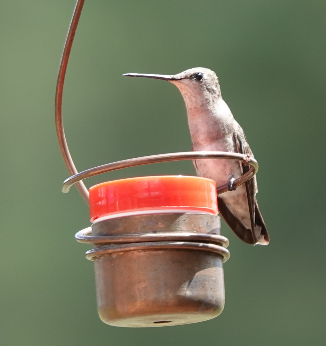 Black-chinned Hummingbird - ML623419353