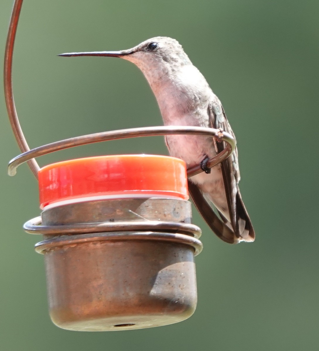 Black-chinned Hummingbird - ML623419354