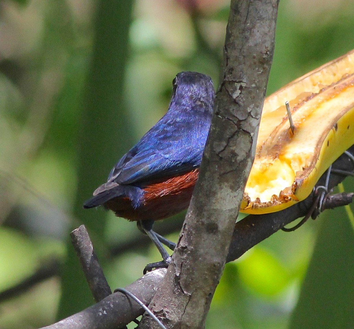 Chestnut-bellied Euphonia - ML62341941