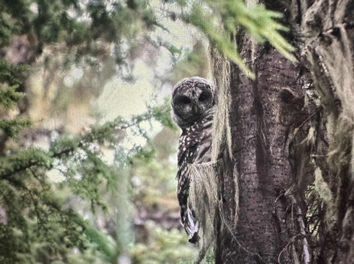 Barred Owl - ML623419412