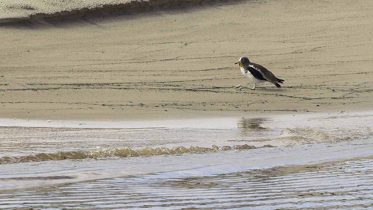 White-crowned Lapwing - ML623419430