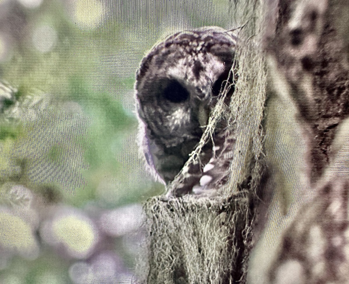 Barred Owl - ML623419471