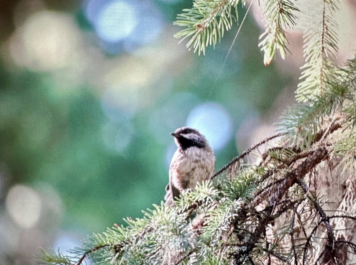 Boreal Chickadee - ML623419503