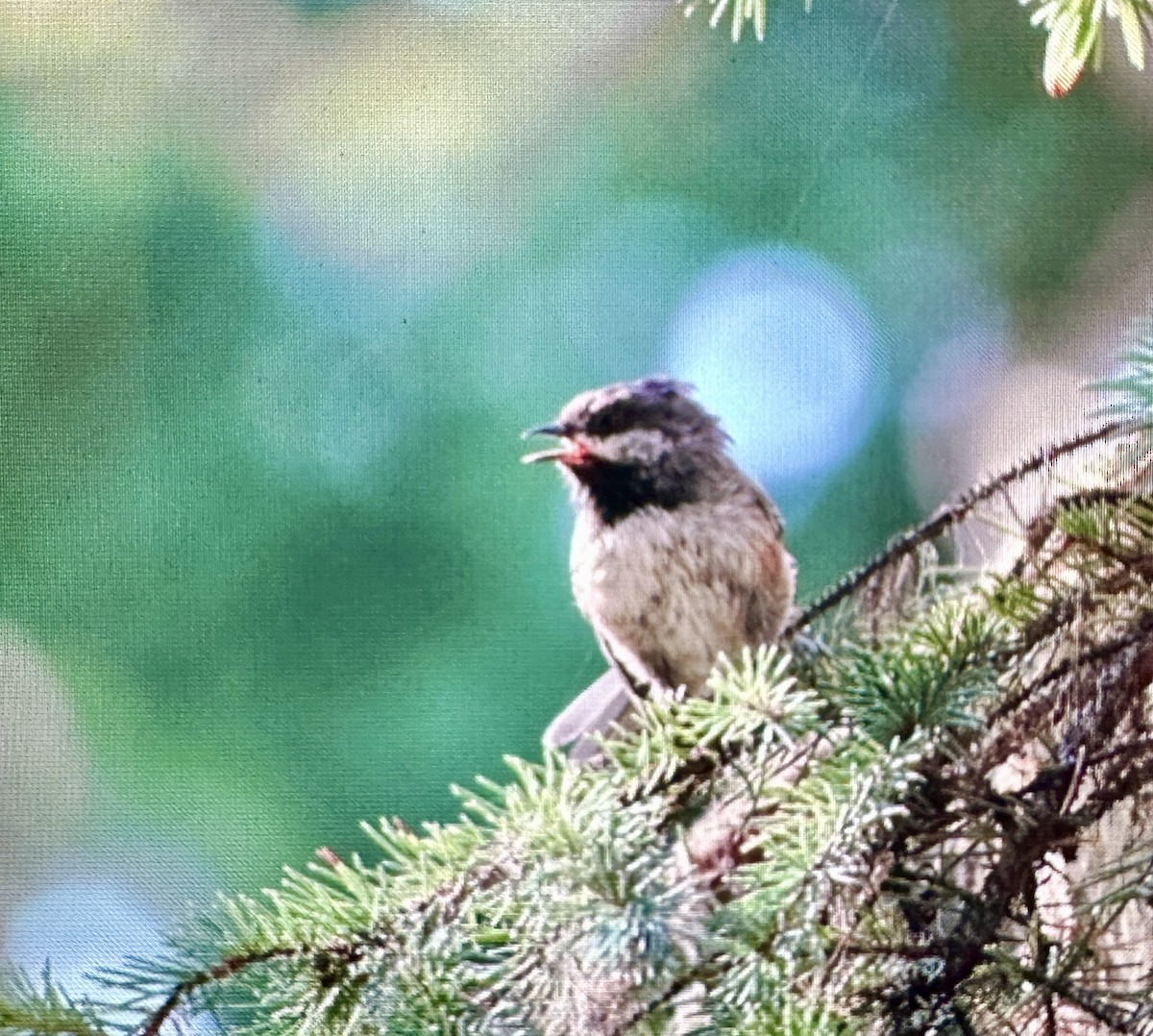 Mésange à tête brune - ML623419526