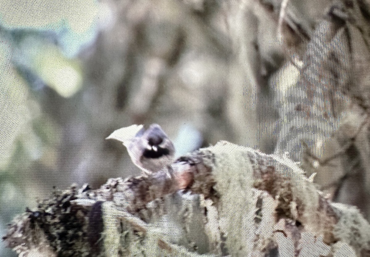 Mésange à tête brune - ML623419563