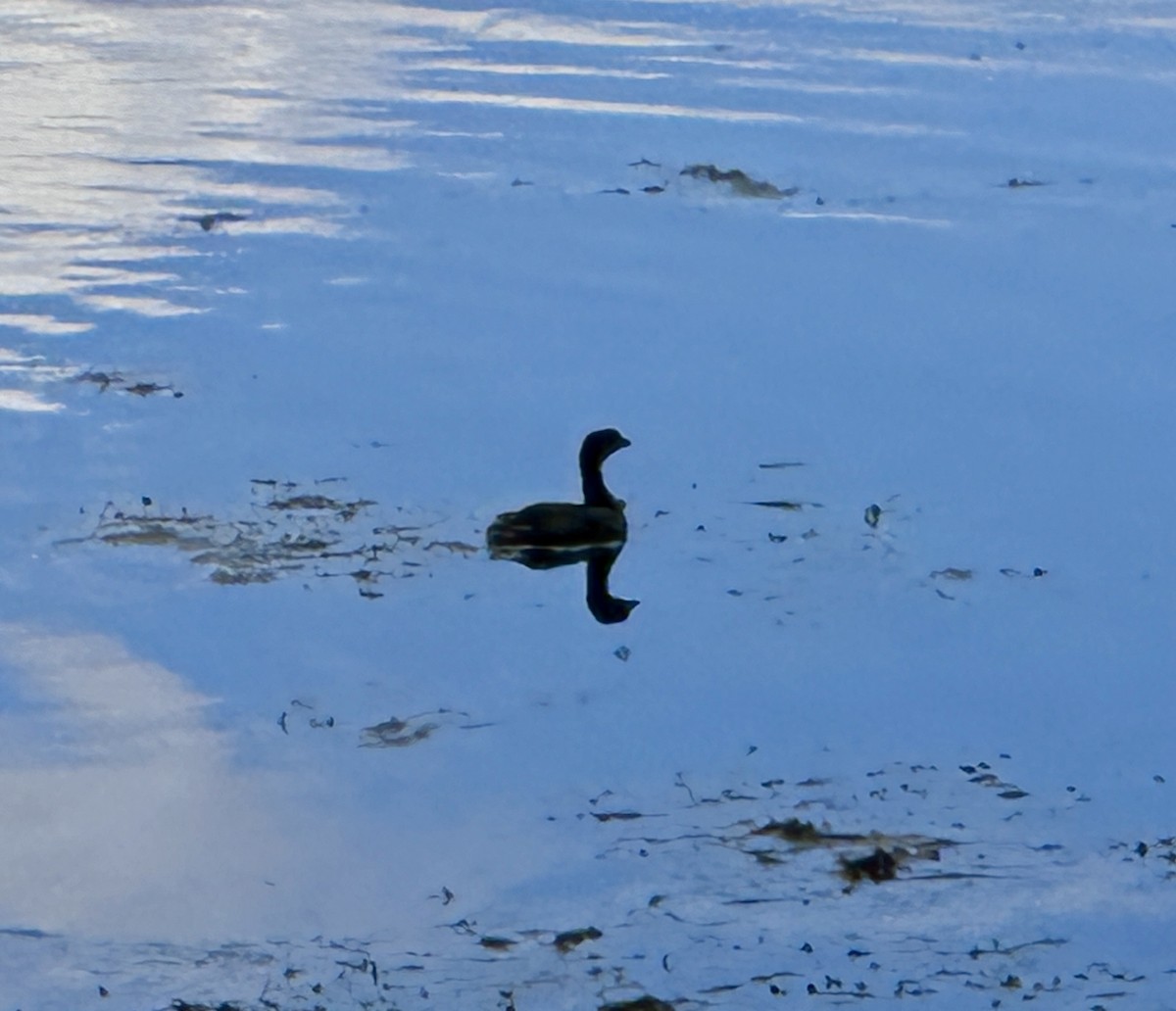 Pied-billed Grebe - ML623419586