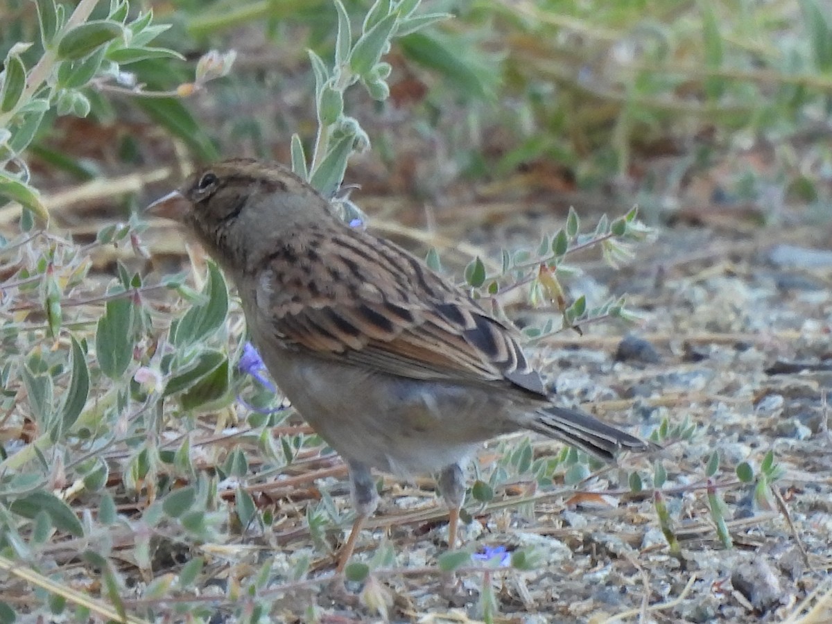 Chipping Sparrow - ML623419601