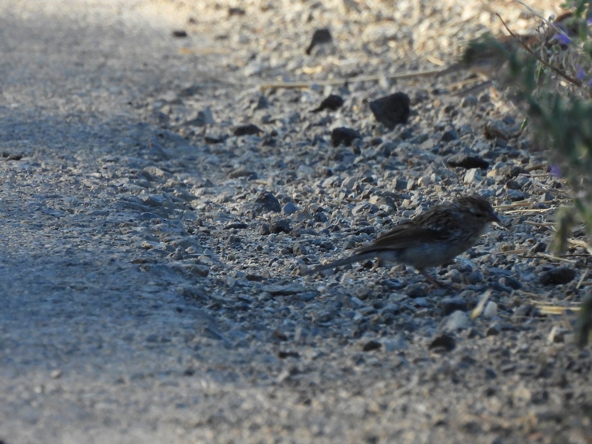 Chipping Sparrow - ML623419603