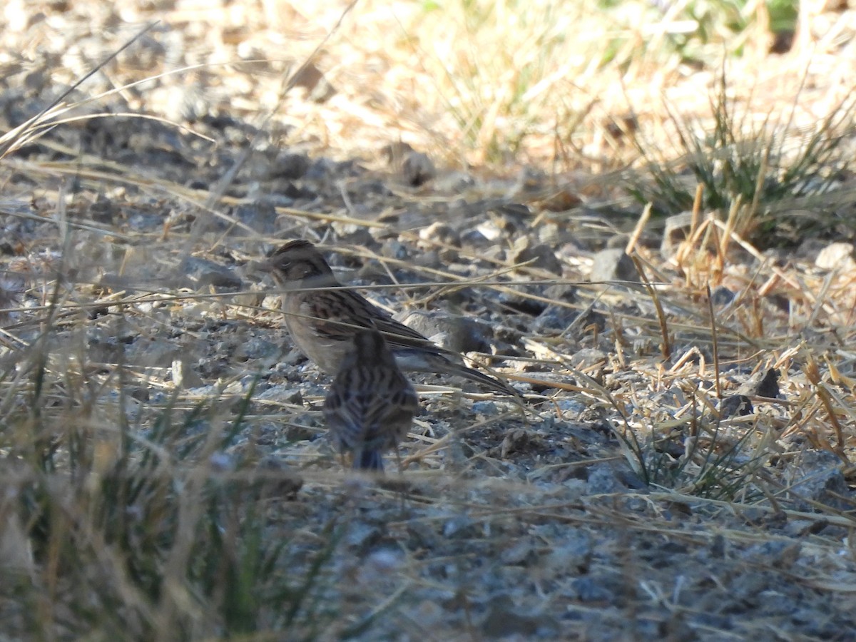 Chipping Sparrow - ML623419604