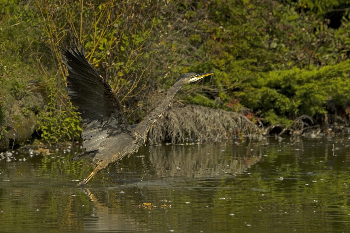Great Blue Heron - ML623419605