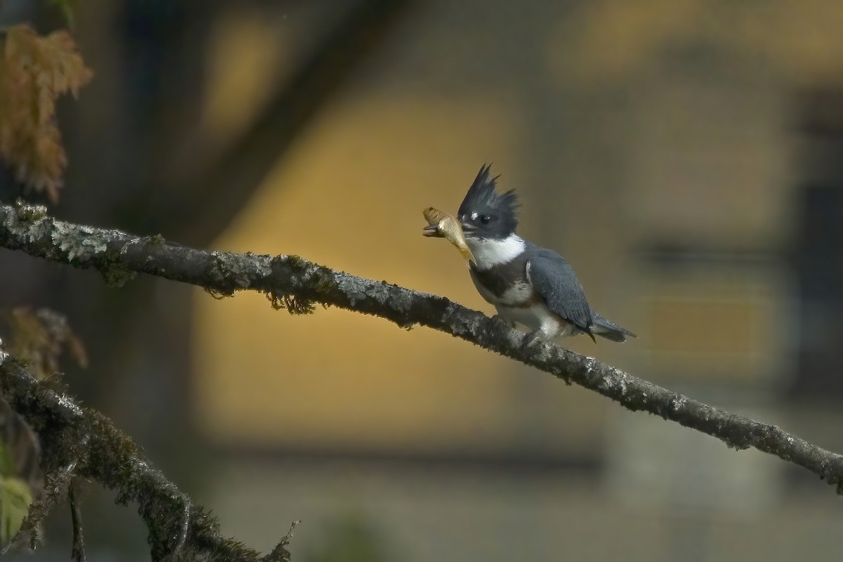 Belted Kingfisher - ML623419608