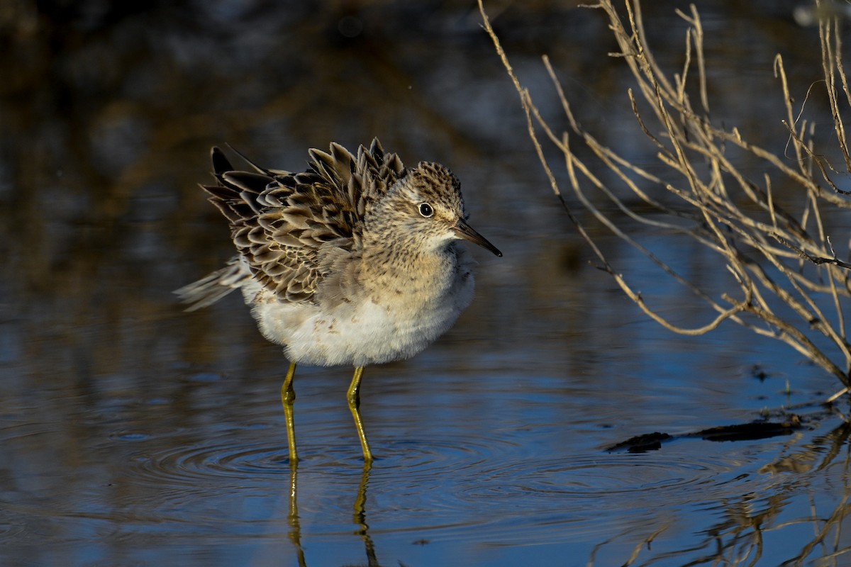 Sharp-tailed Sandpiper - Tim Henderson