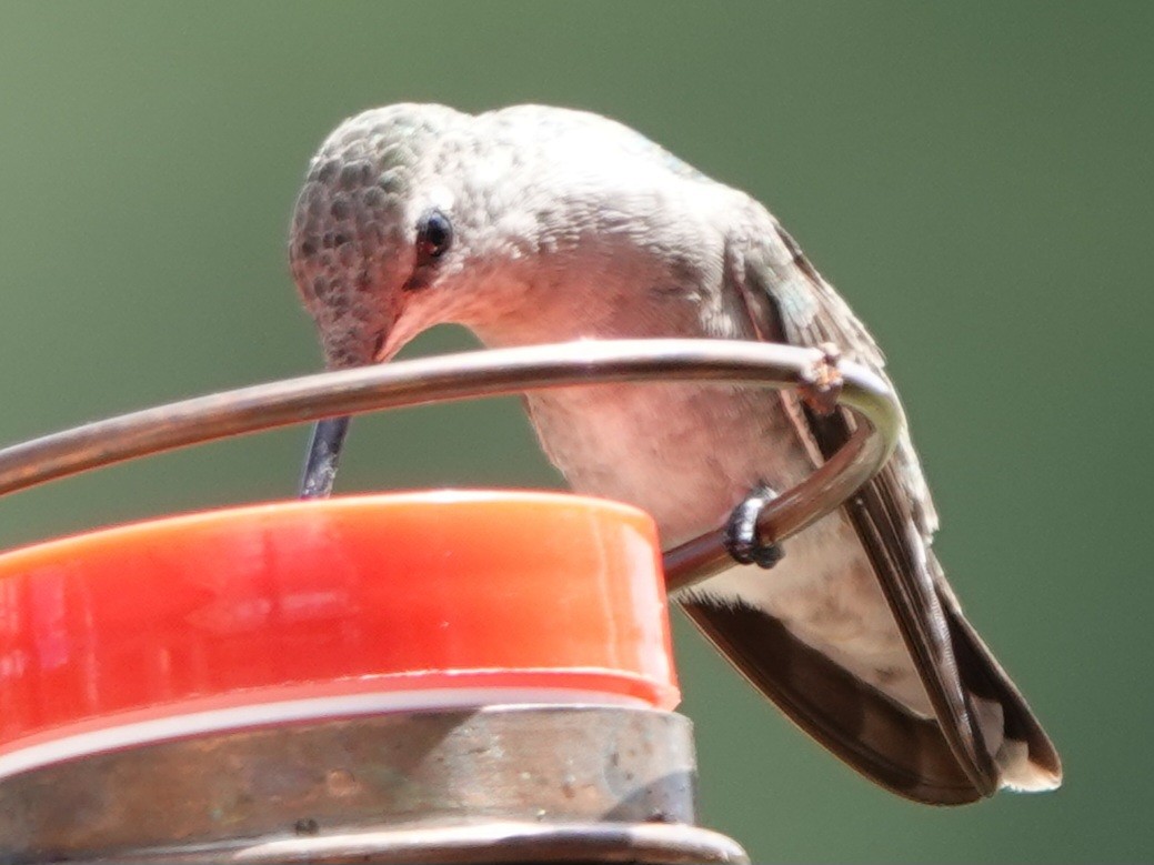 Black-chinned Hummingbird - ML623419646