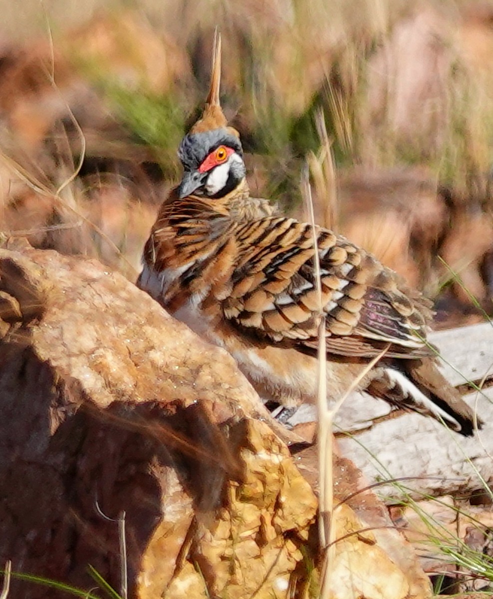 Spinifex Pigeon - ML623419681