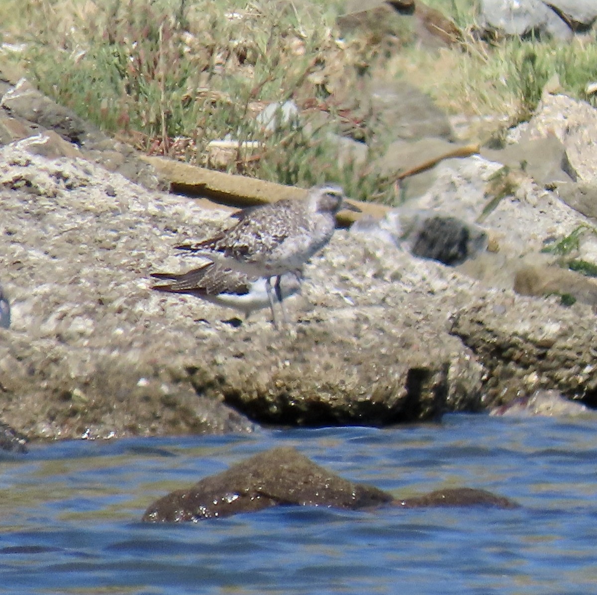 Black-bellied Plover - ML623419718