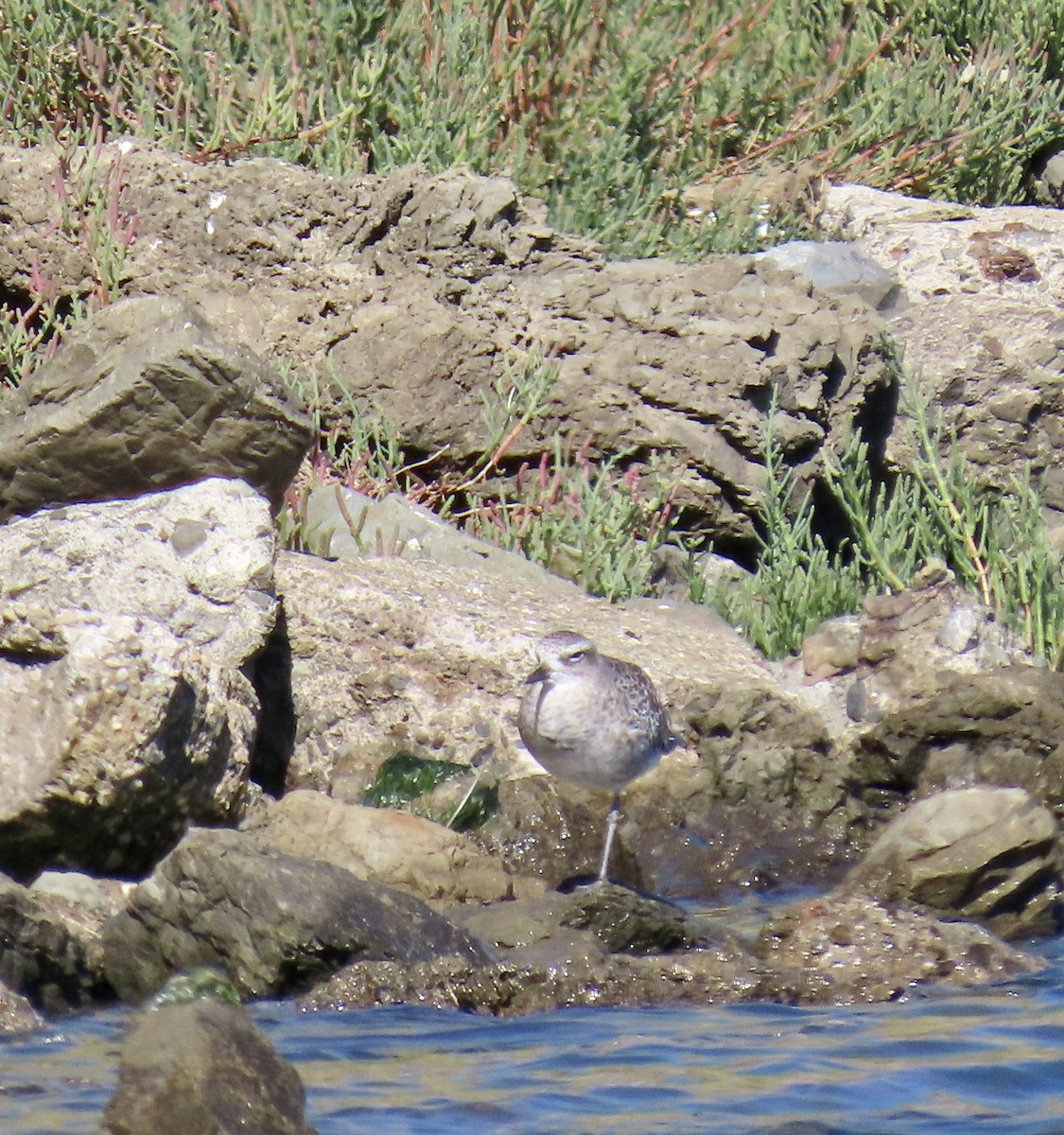 Black-bellied Plover - ML623419719