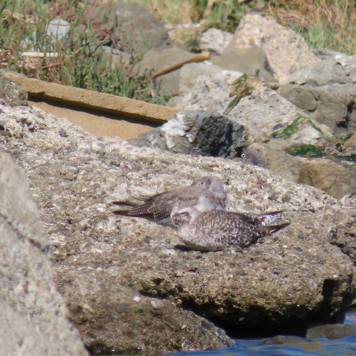 Black-bellied Plover - ML623419720