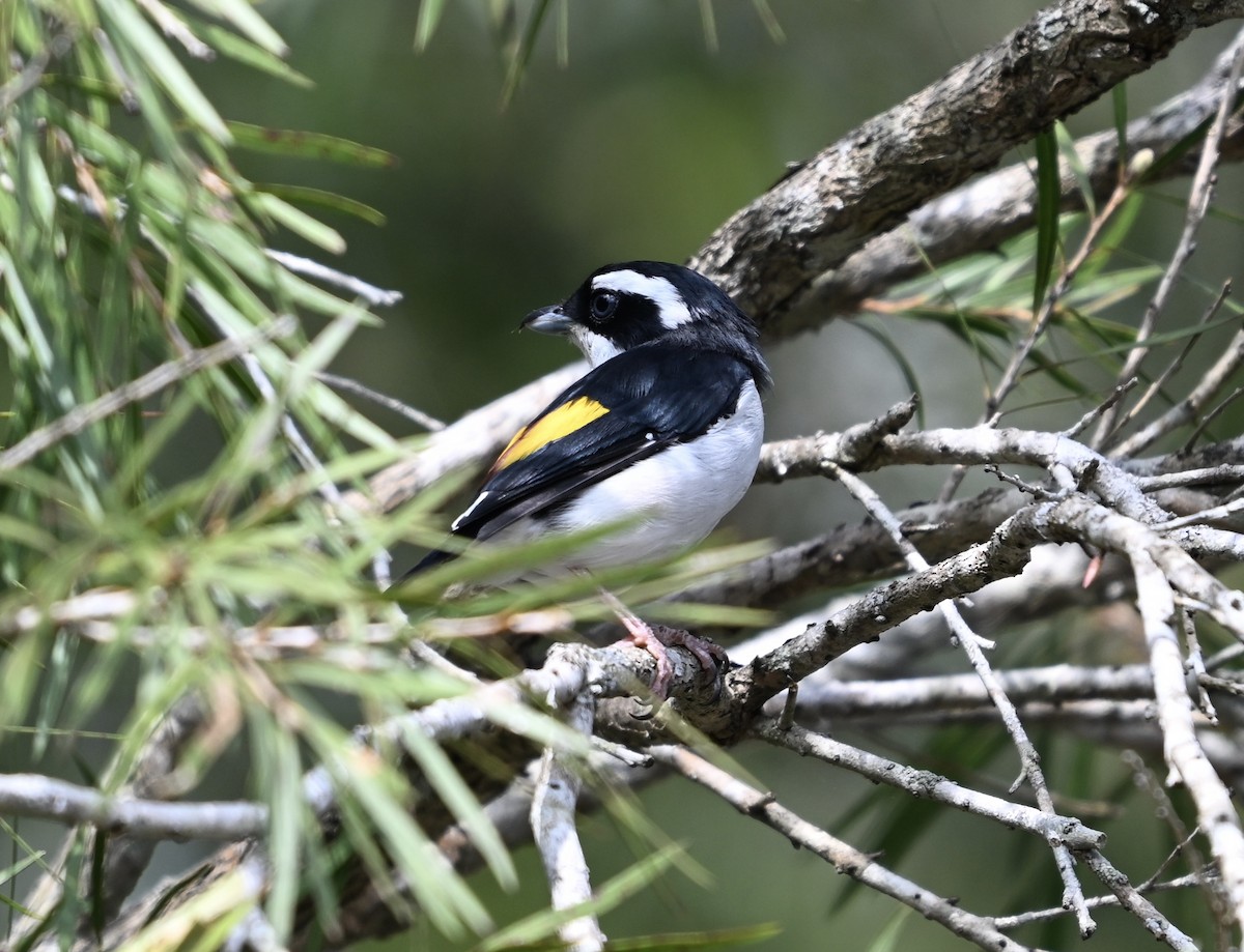 Pied Shrike-Babbler - ML623419745