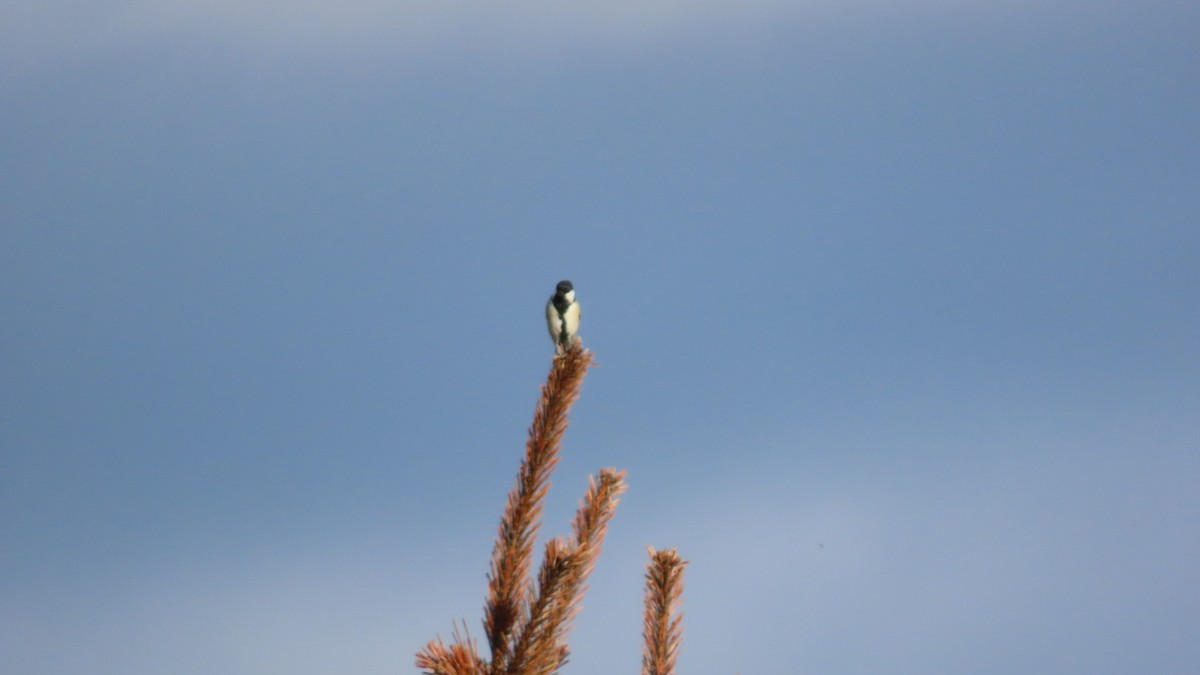 Japanese Tit - ML623419784