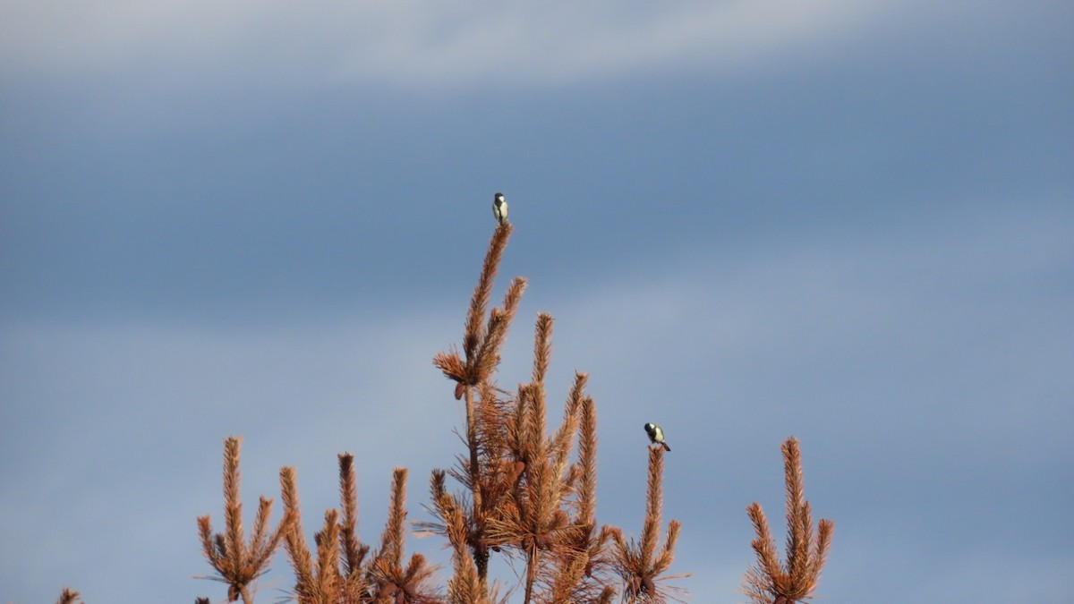 Japanese Tit - ML623419785