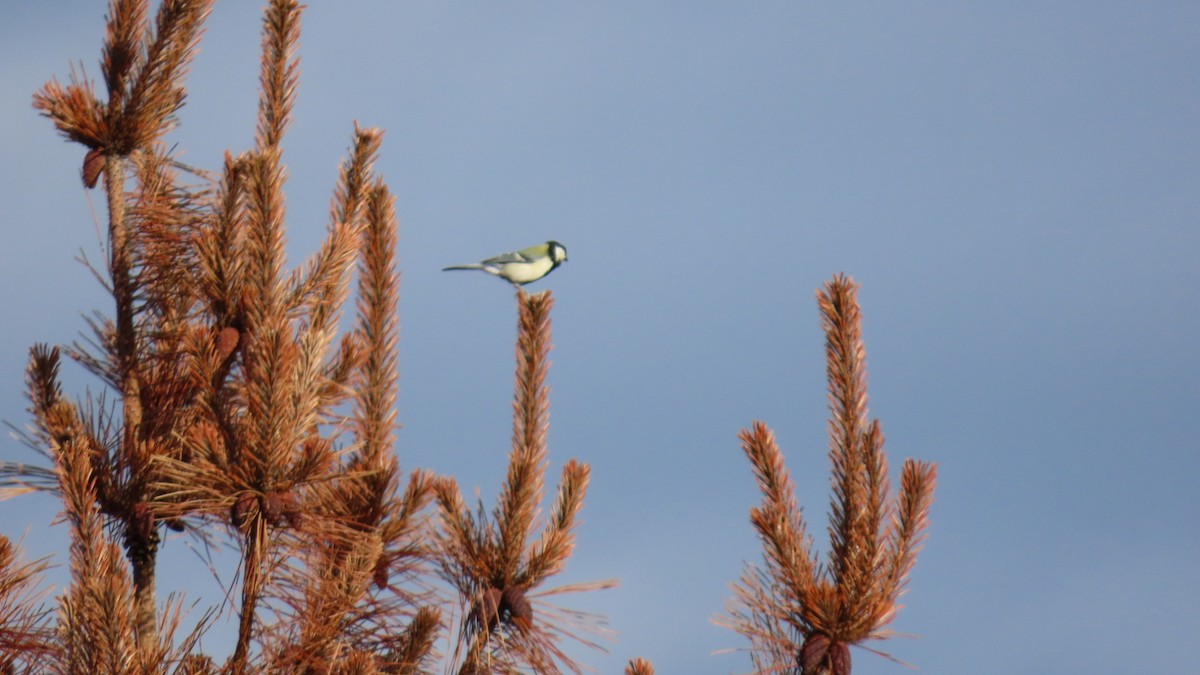 Japanese Tit - ML623419786