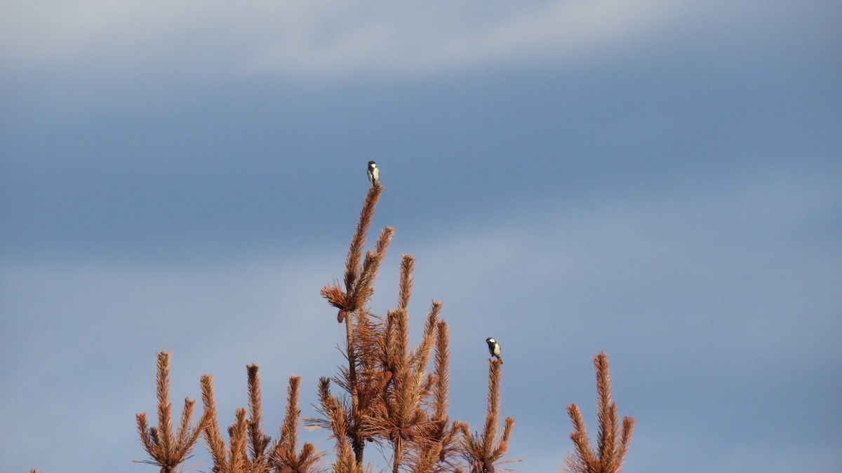 Japanese Tit - ML623419787