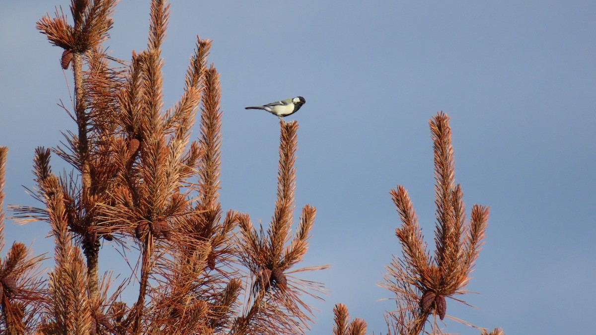 Japanese Tit - ML623419788