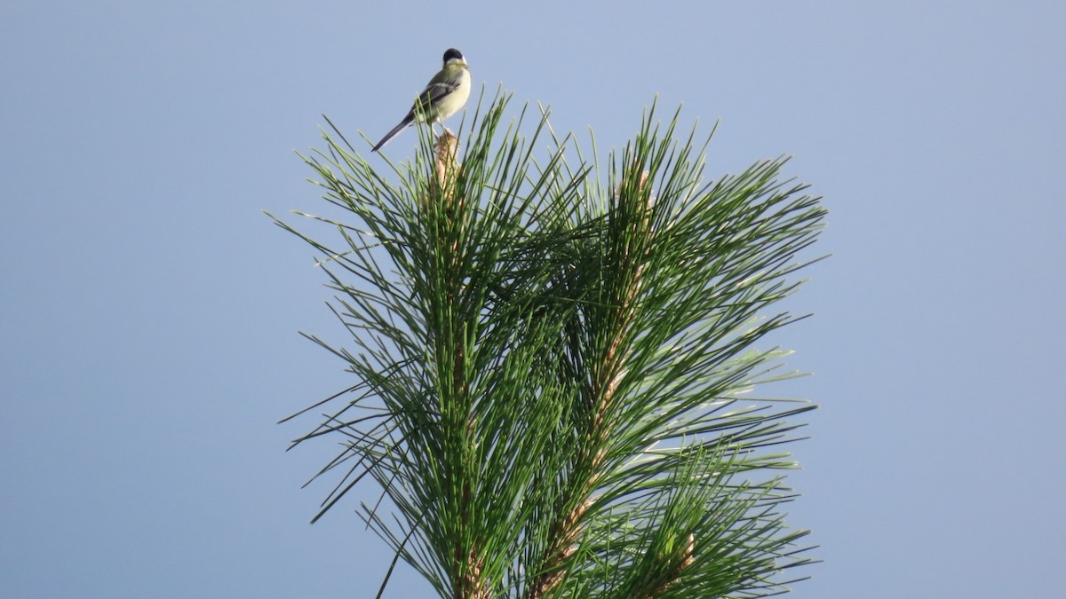 Japanese Tit - ML623419790