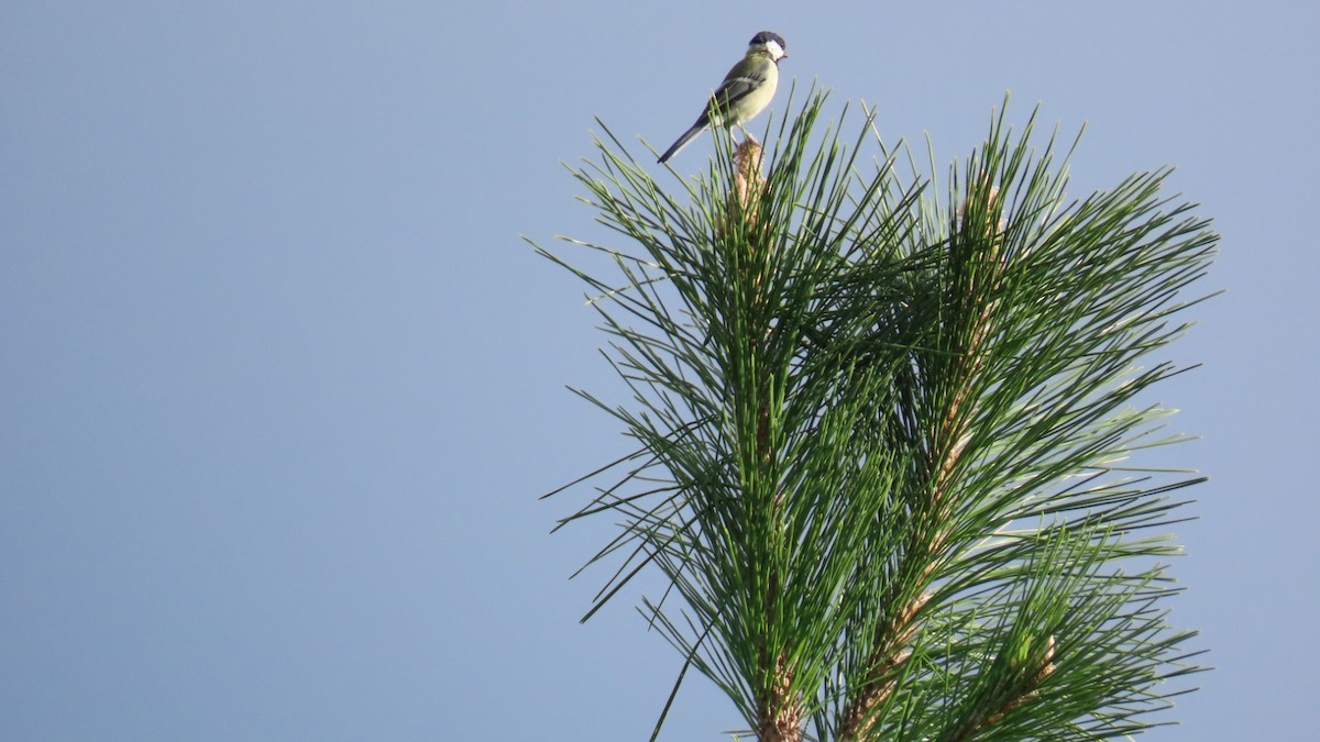 Japanese Tit - ML623419794